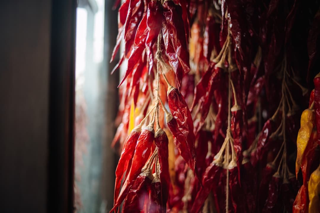 Strings of dried red chile hanging to cure